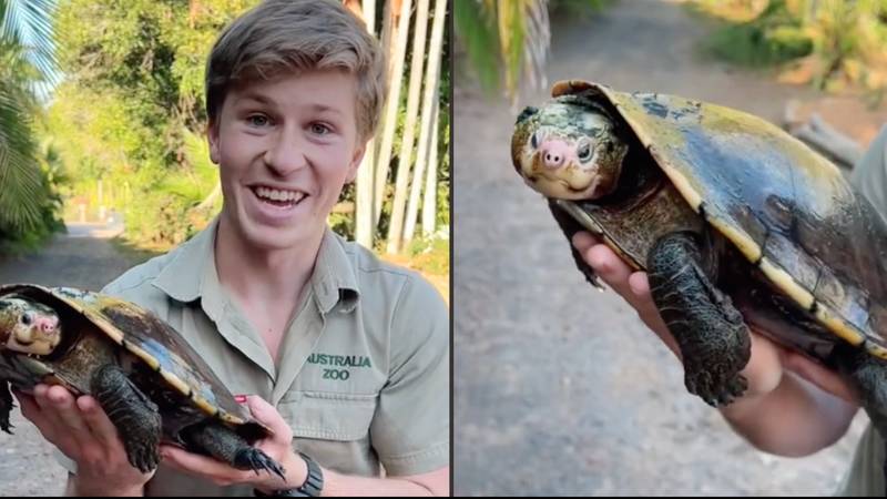 罗伯特·欧文（Robert Irwin）欢迎他父亲发现的极稀有乌龟进入动物园“loading=
