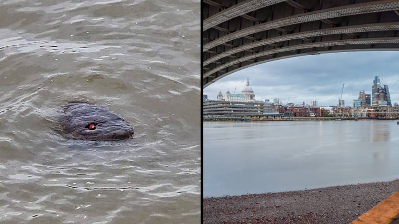 伦敦河的“尼斯湖怪物”的奥秘作为“哥斯拉”