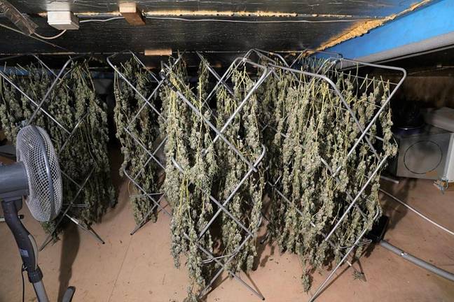 警方恢复了正在种植的200多种大麻植物。学分：染色警察