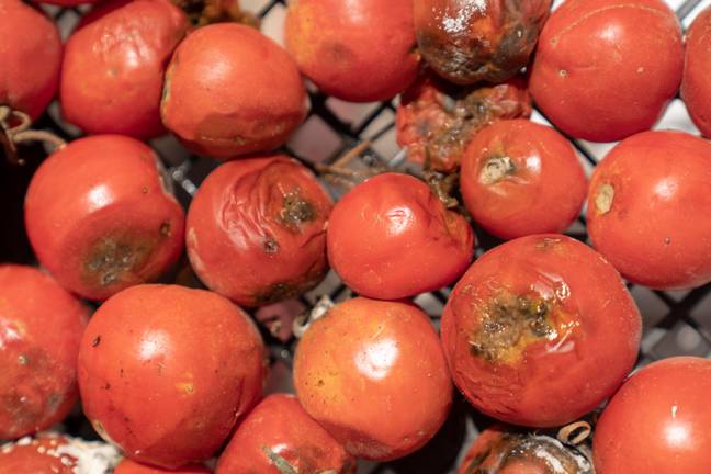 为什么要腐烂的西红柿？图片来源：感恩摄影 / Alamy Stock Photo