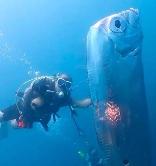 People warned about 'Doomsday Fish' after diver spots one off coast of