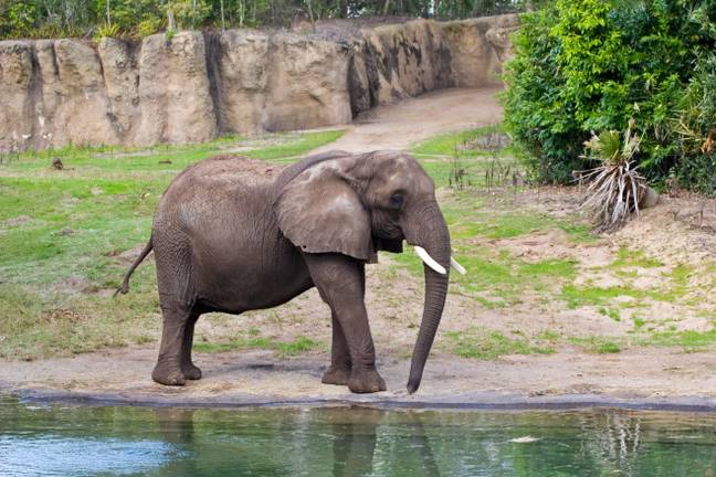Born Free正在呼吁动物园逐步淘汰大象。图片来源：Alamy