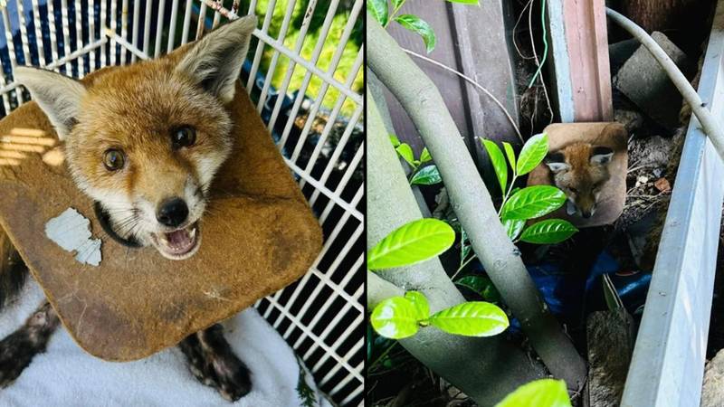 RSPCA的Fox Cub在将垃圾圆颈部的脖子挽救了3周后