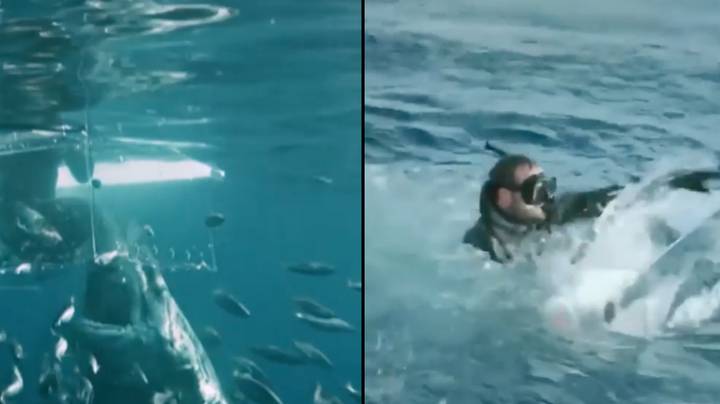可怕的时刻大白鲨攻击笼子，导致潜水员为他的生命而游泳