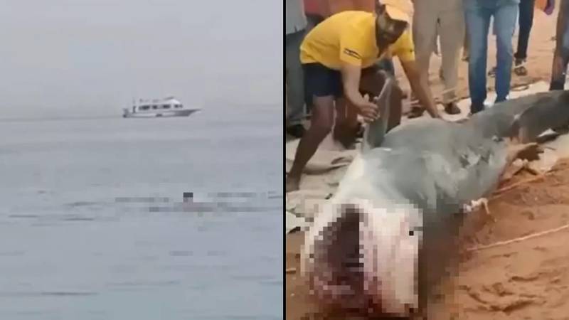 人类被鲨鱼死亡后，埃及海滩在锁定上
