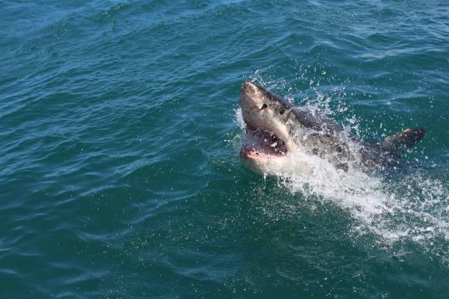 在英国，一个大鲨鱼的景象可能比您想象的要近。图片来源：Alex Steyn/ Unsplash