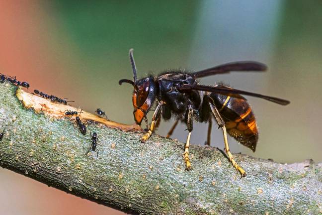 众所周知，亚洲黄蜂在法国杀死了五人。图片来源：Brian Gadsby / Alamy股票照片