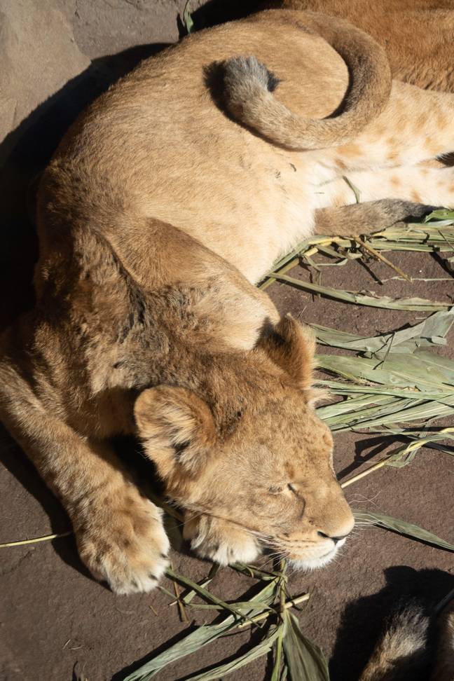 塔隆加动物园的狮子之一。学分：NDK/Alamy