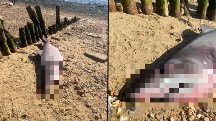 在流行的英国海滩上，活着的“ 6英尺鲨鱼”震惊