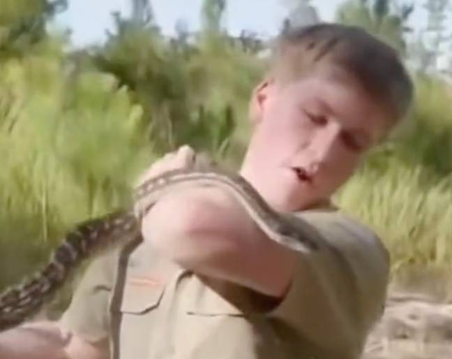 罗伯特·欧文（Robert Irwin）在找到蟒蛇自己之后重现了这一刻。图片来源：Twitter/@Robertirwin