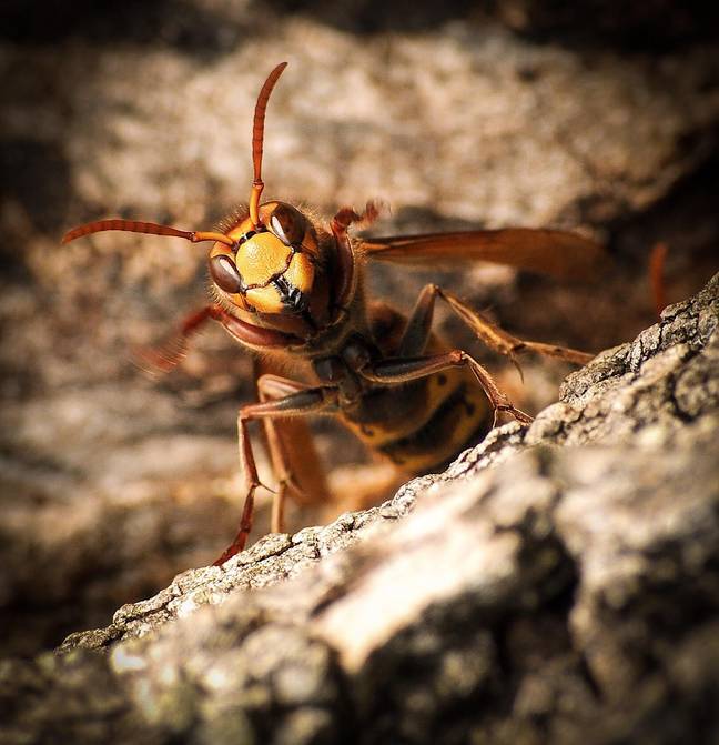 这是四年来第一次，臭名昭著的谋杀大黄蜂被发现。学分：PDMPHOTOS / Stockimo / Alamy Stock Photo