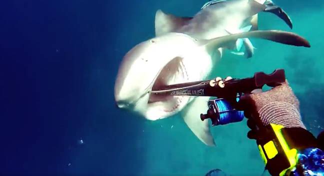 渔夫将长矛枪刺入鲨鱼的嘴里。信用：液体视觉/YouTube