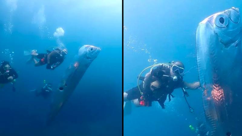 人们警告说“世界末日鱼”理论在潜水员发现6英尺的生物上扎有孔