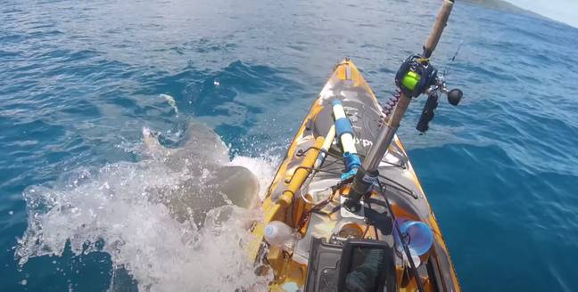 渔夫认为虎鲨误认为他的皮划艇被封印。学分：YouTube/夏威夷近海钓鱼