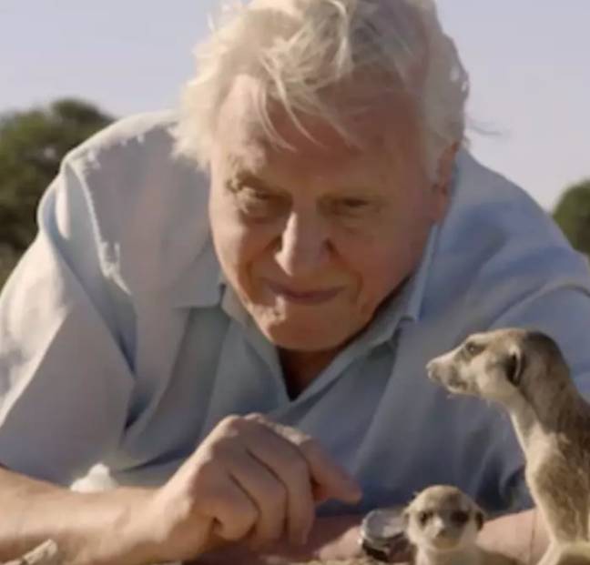 大卫·阿滕伯勒（David Attenborough）将于今年秋天重返新系列。学分：BBC