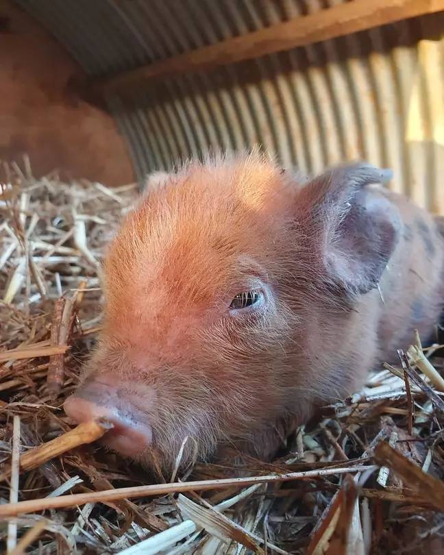 可爱的小猪不幸去世了。图片来源：信用：Instagram/@jeremyclarkson1
