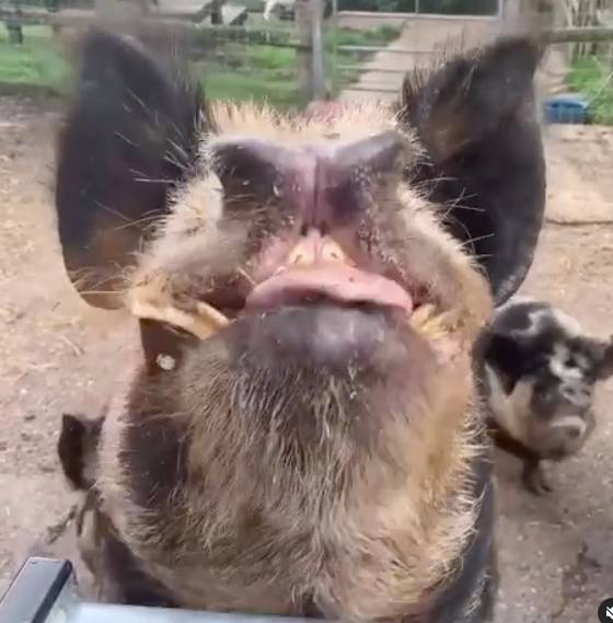 奥格雷迪（O'Grady）的已故猪汤姆·汤姆（Tom Tom）。学分：Instagram/@paulogrady