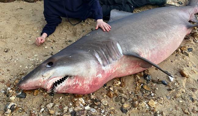 鲨鱼是在麻风海滩上发现的。学分：Twitter/@thehistoryguy“loading=