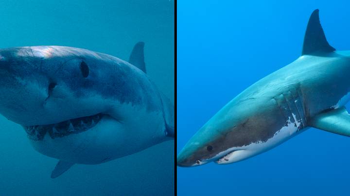 跟踪它们的科学家说，大白鲨很快就会出现在英国