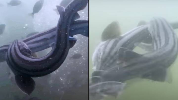 外星鲨鱼性录像带将在鲨鱼周期间展示在没有见过的镜头之前