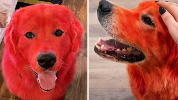 Pet owner receives mixed reactions after revealing why she dyes her dog  bright red