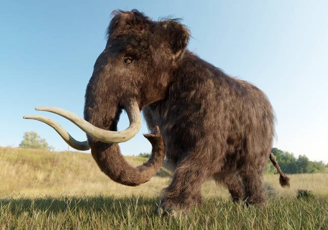 Scientists are trying to bring back the wooly mammoth. Credits: Aunt_Spray/Getty