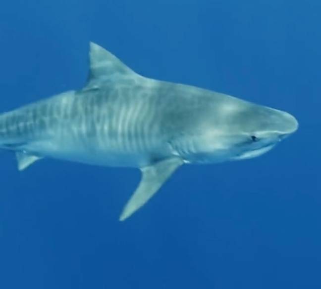 Like something out of Jaws': Netflix film crew report double shark attack  in Hawaii - National