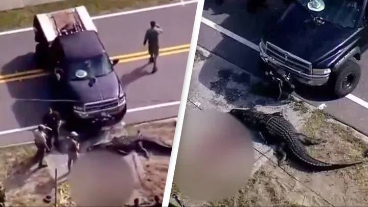 People Question Why 14 Foot Long Alligator Was Killed In Florida After It Was Caught Dead