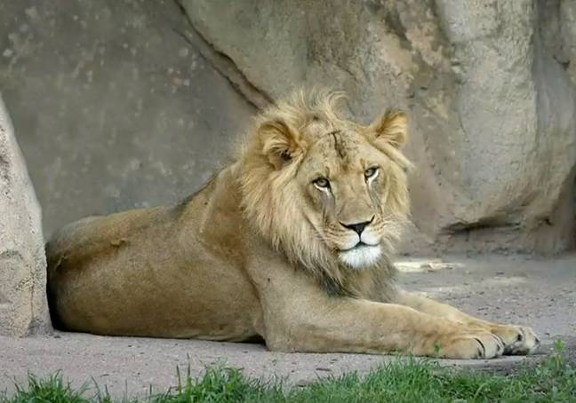 Scientists were left baffled by a female lion who grew a mane