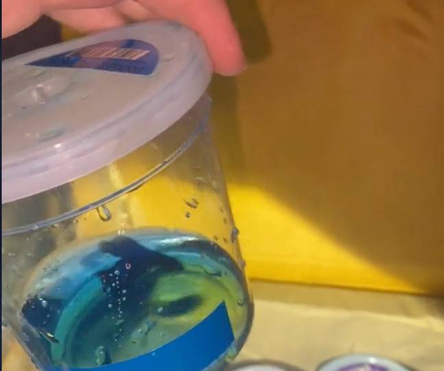 These tiny containers petsmart puts their fish in - the fish don't