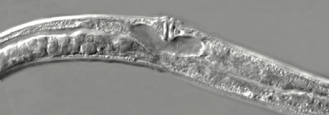 46,000-year-old nematodes wake up in lab