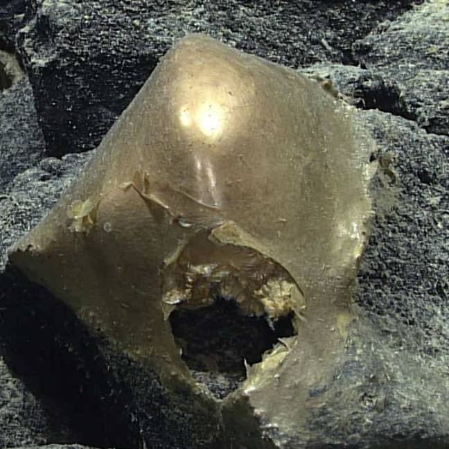 El 'huevo de oro' encontrado en el fondo marino del Golfo de Alaska.  Crédito: Exploración oceánica de la NOAA Exploración oceánica de la NOAA, paisaje marino de Alaska/Twitter