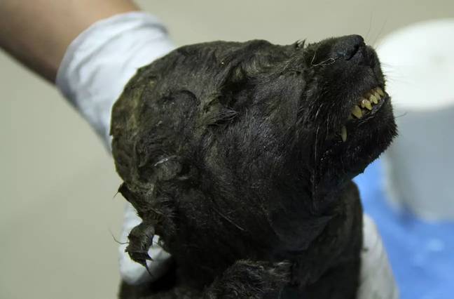 The mystery of the 18,000-year-old puppy has finally been solved by scientists. Credit: Kennedy News