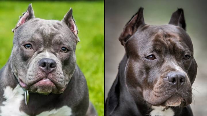 American XL bully dogs to be banned by the end of the year