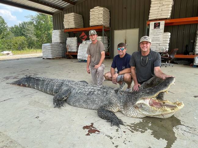 该小组在周末抓住了巨大的鳄鱼。信用：Facebook/密西西比州野生动植物，渔业和公园部