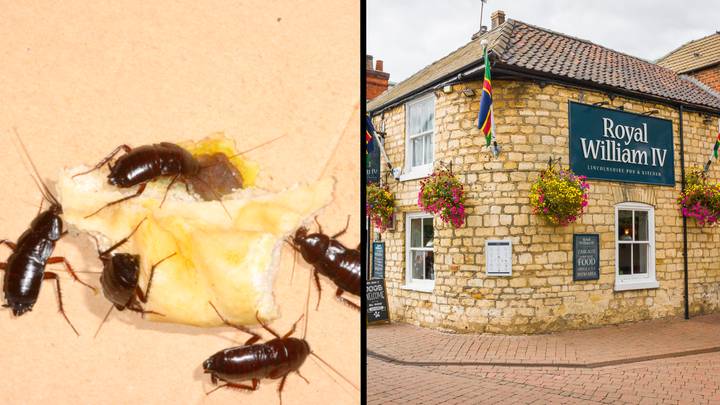 Chef Releases 20 Cockroaches Into Restaurant Kitchen After Fight Over