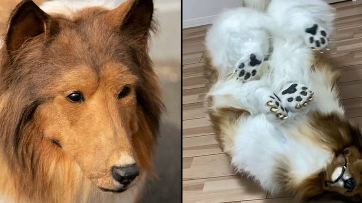 Viral Video: Man's Lifelike Collie Suit Transforms Him Into Animal