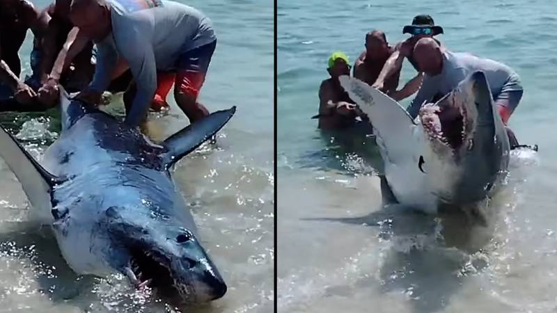 一群海滩上的男人一起工作，将鲨鱼拉回海洋