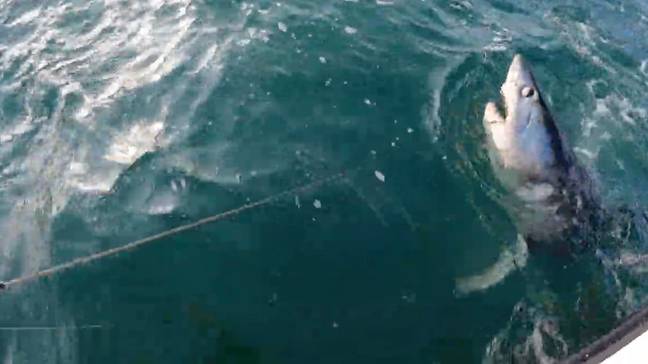 UK news: 21-stone beast shark fights with British fisherman and snaps ...