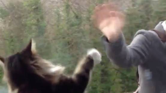 cat waving goodbye