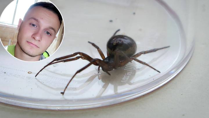 Man Warns Brits About Uk Spiders After False Widow Left Him One Day From Death Ladbible