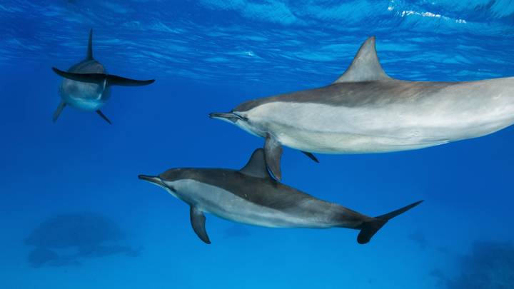 RSPCA告诉人们不要将海滩海豚送回海