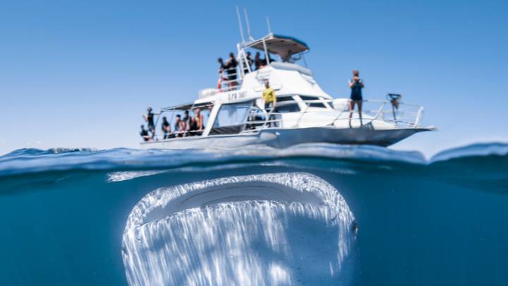 巨大的鲸鲨拍摄的矮船，里面充满了毫无戒心的游客