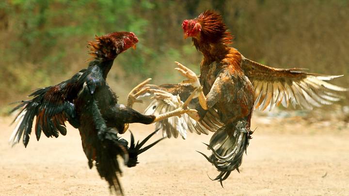 战斗公鸡在菲律宾的斗鸡突袭中杀死警察局长