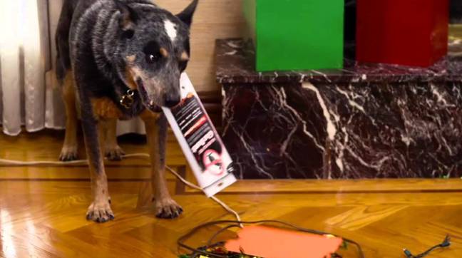 Entertainment Options For The Home-Alone Dog · The Wildest