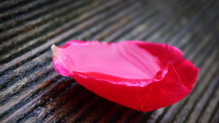 The Internet Is Obsessed with People Rolling Blunts Using Rose Petals