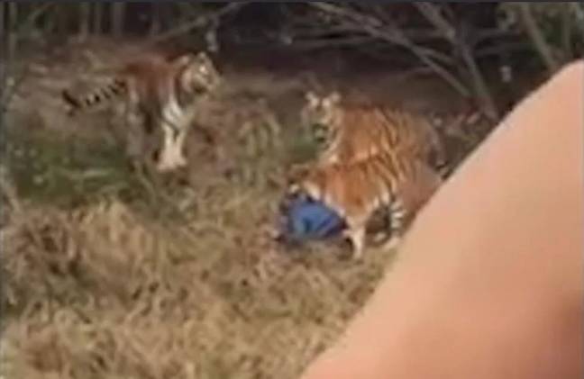 Living with a Tiger: Man Keeping A 400lb Killer In His Tiny New