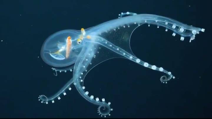 科学家捕获了偏远太平洋玻璃章鱼的极稀有镜头
