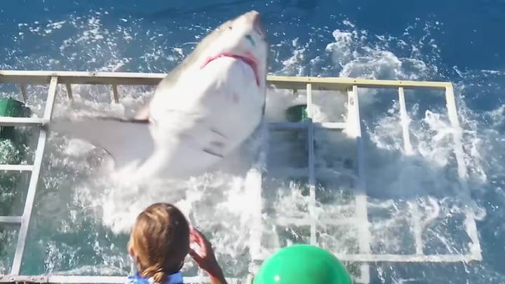 Heart Stopping Moment Shark Breaks Through Cage With Diver Still Inside