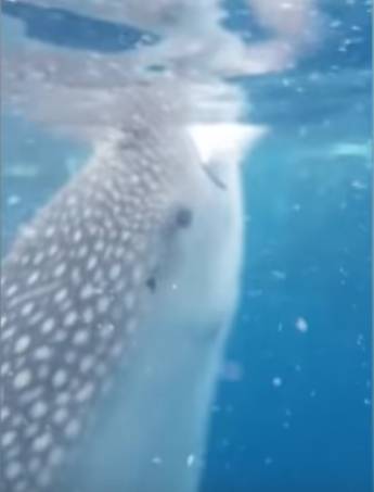 Tourist Almost Sucked In By Whale Shark As It Feeds In Amazing Close ...